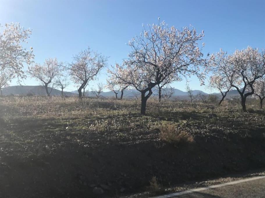 Apartment Cortijo Calma - Countryside Peace & Tranquility Oria